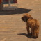 犬