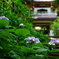 秋色探しⅧ（玉紫陽花）