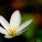 あの花の名前を・・・