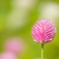 よく見る花 No.2