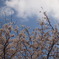 空と桜