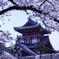 伏見城公園の桜