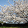 桜満開