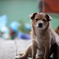 居眠り犬