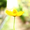 花占い