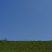 芝生と青空