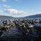 白鳥と湖