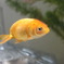 背鰭が無くて泳ぎ下手ｗ魚なのに・・・
