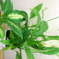 観葉植物
