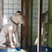 老犬