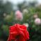 薔薇 034_R