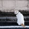ねこ
