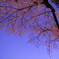 夜更けに映える桜