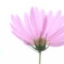 秋桜