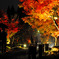 雨の紅葉ライトアップ