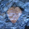 STONE LOVE
