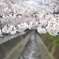 桜川
