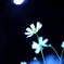 月夜の晩に・・