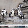 ペンギン