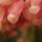 花の雫