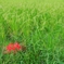 彼の岸に咲く花
