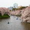 桜を愛でる人たち
