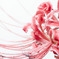 Cluster amaryllis #3