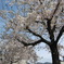 桜空