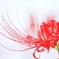 時に薔薇より美しく2011秋
