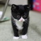 猫の成長