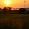ネコじゃらしと夕日