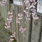 吉野の桜