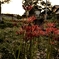 彼岸の花