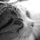 家猫のように