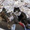 上野の桜の木の上に