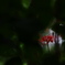 彼岸の紅