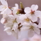 桜　千葉県清水公園