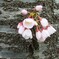幹小桜