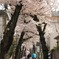 桜並木を散歩