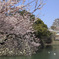 姫路城と桜と時々スワン