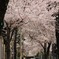 桜並木その２