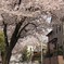 散り始める桜