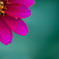 Ｉnsistence 