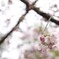 可憐な桜