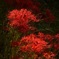 曼珠沙華