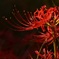曼珠沙華