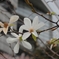 新宿御苑