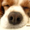 愛犬ムー☆