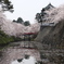 桜を追いかけて(青森 弘前)