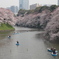 桜を追いかけて(東京 千鳥ヶ淵)